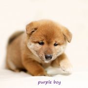 Fioletowy (kolor znacznika) 4