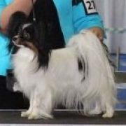 FIONA z Sosnowego Kręgu FCI