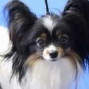 FIONA z Sosnowego Kręgu FCI 2