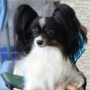 FIONA z Sosnowego Kręgu FCI 3