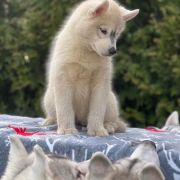 FIRE IN PAWS VOLCANO EL MISITI