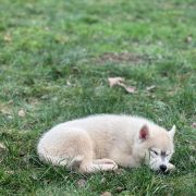 FIRE IN PAWS VOLCANO EL MISITI 2