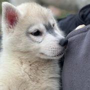 FIRE IN PAWS VOLCANO EL MISITI 3