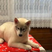 FIRE IN PAWS VOLCANO EL MISITI 4