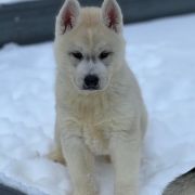 FIRE IN PAWS VOLCANO FUJI SAN