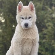 FIRE IN PAWS VOLCANO FUJI SAN 2