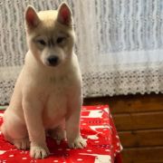 FIRE IN PAWS VOLCANO FUJI SAN 3