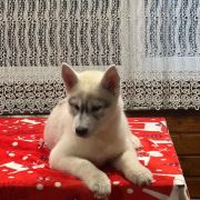 FIRE IN PAWS VOLCANO SANTA ANA