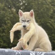 FIRE IN PAWS VOLCANO SANTA ANA 3