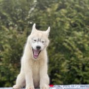 FIRE IN PAWS VOLCANO SANTA ANA 4