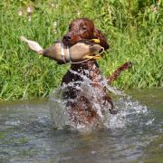 Fire of Freedom Dragonborn HeMan 4