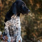 Florencja Z Magicznej Kniei