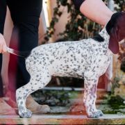 Floryda Z Magicznej Kniei