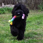 'F' Flower of the Uviverse