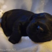 'F' Flower of the Uviverse