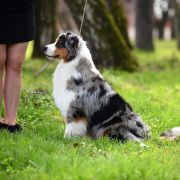 FLYING ELECTRA EpicStride