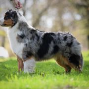 FLYING ELECTRA EpicStride