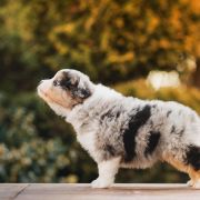 FLYING ELECTRA EpicStride