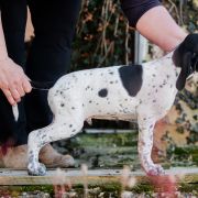 Forest Z Magicznej Kniei