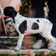 Forest Z Magicznej Kniei