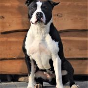 FOREVER BOY'KA z Samotni Christa