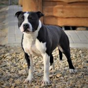 FOREVER BOY'KA z Samotni Christa 2