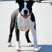 FOREVER BOY'KA z Samotni Christa 3