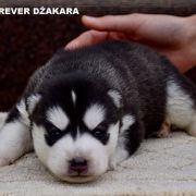 FOREVER DŻAKARA