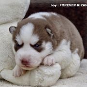 Forever Rizan