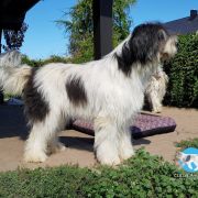 Fortis Fortuna Adiuvat PARI COLLIS AMORES