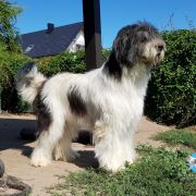 Fortis Fortuna Adiuvat PARI COLLIS AMORES