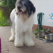 Fortis Fortuna Adiuvat PARI COLLIS AMORES