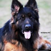 FOX Gold Union (FCI)-REPRODUKTOR