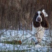 FOXBERRYHILLS ZILLION OF SMILES