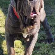 Francesco Maestral Kennel Z Montenegro 