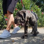 Francesco Maestral Kennel Z Montenegro 