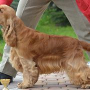 Francini’s IN THE MOOD FOR LOVE 2