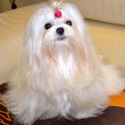 FRASZKA Bella Diva FCI