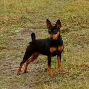 Freccia z Klanu Łobuzów FCI 2