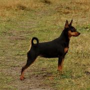 Freccia z Klanu Łobuzów FCI 3