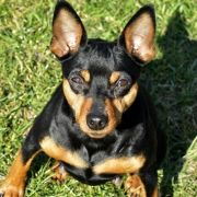 Freccia z Klanu Łobuzów FCI 4