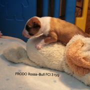 FRODO Rossa-Bull