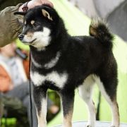 Fukamaru Go Yuukitohokori (FCI)