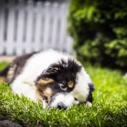 Fuks Z Bratkowej Ohany