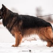 FUKS z Chojniczanki FCI