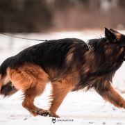 FUKS z Chojniczanki FCI