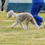 FUNKY Diamond Lamb FCI