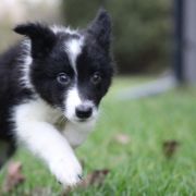 FURCAS from Vistula Gorge
