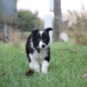FURCAS from Vistula Gorge