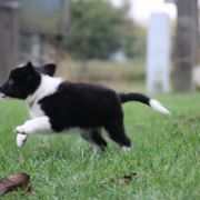FURCAS from Vistula Gorge